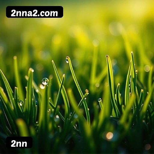 Níveis do programa VIP da 2nn